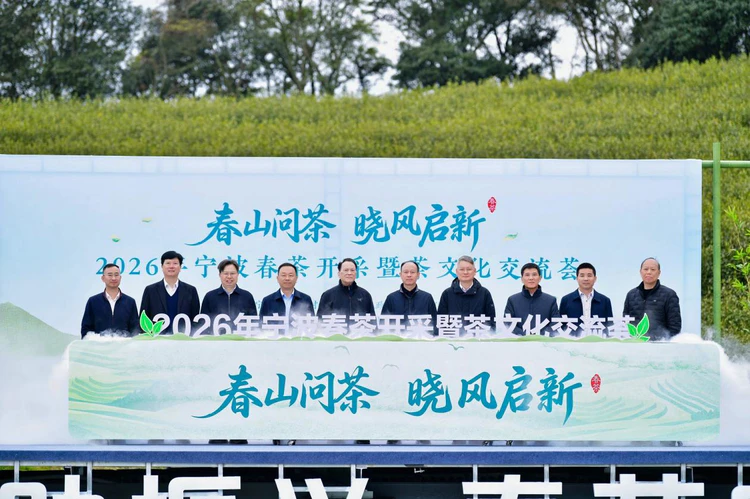 春晓问茶:一片“金叶叶”的共富答卷