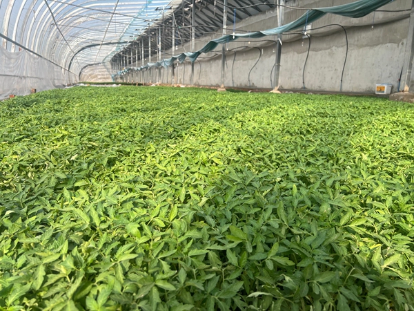 喀什世平农业发展集团I订单育苗产销两旺 科技兴农赋能乡村振兴