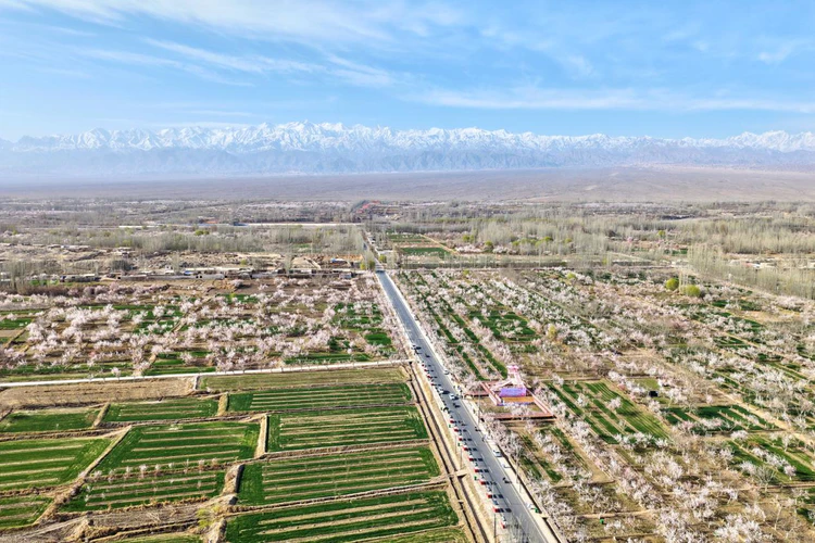 花开英吉沙 杏福丝路行丨《英吉沙 不止杏花》文旅新片上线,全域盛景只为等你