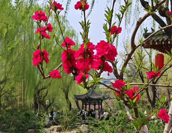 王崇训先生春日新作——浣溪沙·碧桃