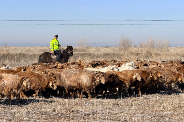 护航转场|阿勒泰市公安局贴心服务暖民心筑牢牧区安全防线