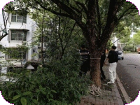 昌河街道:梦园社区快速处置倒树险情   守护居民安全