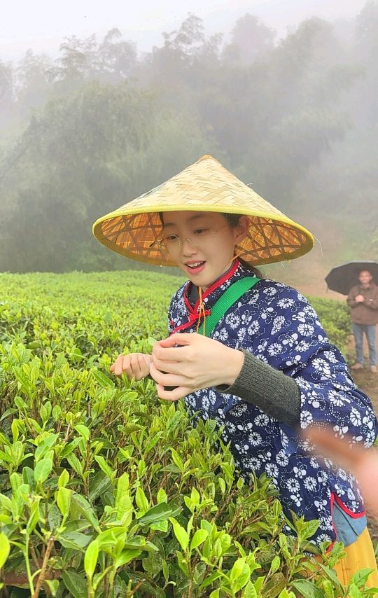 洪紫千：福鼎白茶越老越值钱？