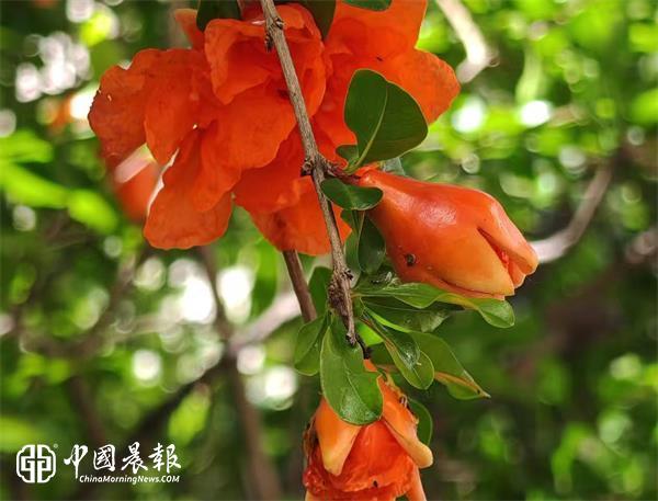 王崇训先生初夏新作——唐多令·初夏感怀