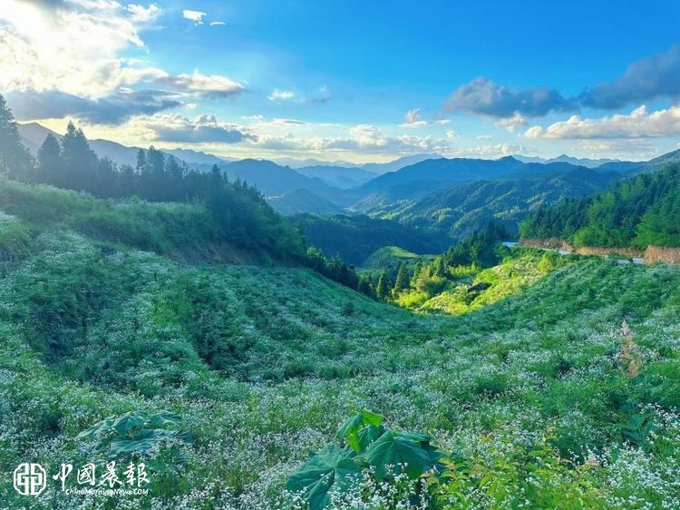 匠心育好茶 解锁“共富密码”——金得利深耕庆元荒野茶产业，赋能浙闽同心发展