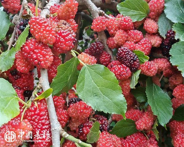 王崇训新作诗二首