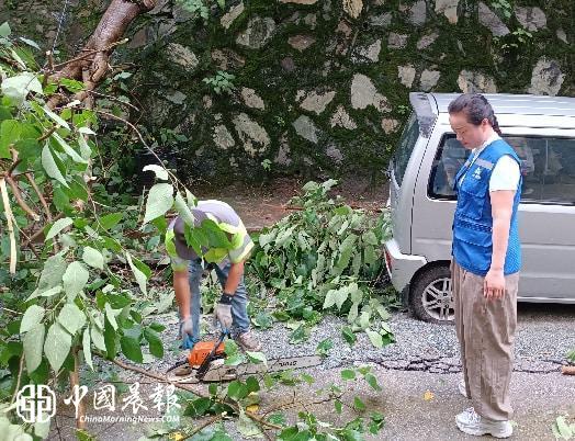 强化监督履职•清除危树隐患 | 新村街道茶叶坞社区纪检监督小组联合玉禾田处置树木倒伏险情 强化监督履职•清除危树隐患 | 新村街道茶叶坞社区纪检监督小组联合玉禾田处置树木倒伏险情