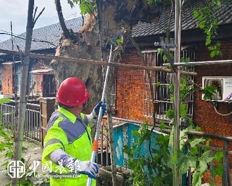 新村街道昌虹社区:修剪危树除隐患 筑牢居民安全防线 新村街道昌虹社区:修剪危树除隐患 筑牢居民安全防线