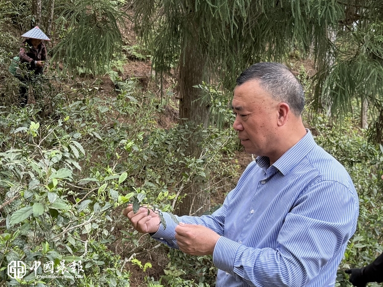 以史立根 以禅润城｜崇岳文化赋能庆元发展的实践路径