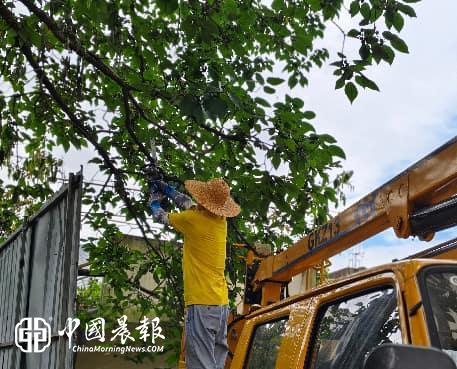新村街道昌虹社区:修剪危树除隐患 筑牢防线御台风 新村街道昌虹社区:修剪危树除隐患 筑牢防线御台风