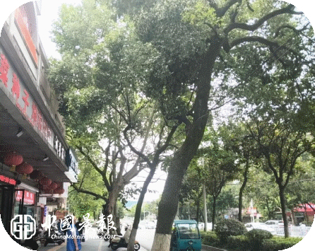 【我为群众办实事】西郊街道金岸名都社区：开展“修剪危枝除隐患 为民办事暖民心”活动