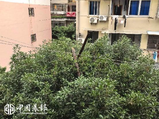 监督护航消隐患 网格巡查守平安|新村街道北路社区快速处置高空坠物险情