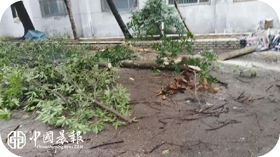 心系群众办实事 清障除患保畅通 | 周路口街道云锦巷社区高效处置宿舍倒伏树枝隐患