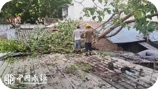 百姓说事解民忧 清理倒树保平安|周路口街道云锦巷社区为民办实事 百姓说事解民忧 清理倒树保平安|周路口街道云锦巷社区为民办实事