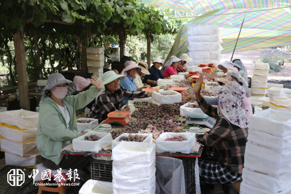 鲜果冷链出疆去 产业富民兴喀什｜新疆馨月国际商贸有限公司全