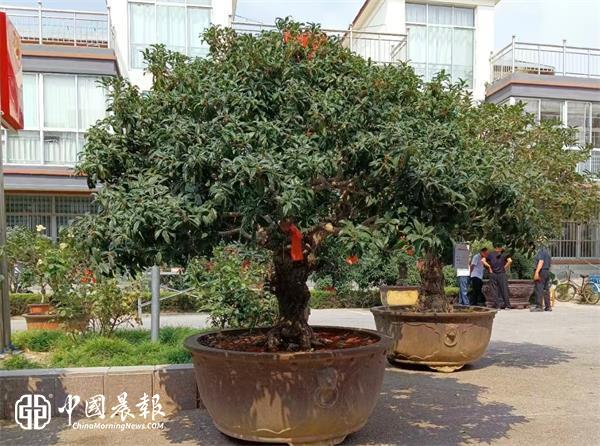丹桂飘香迎国庆 文旅赋能促振兴——陵阳街道2026桂花文化月活动圆满举办