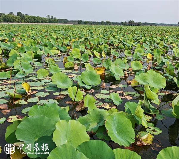 王崇训秋游微山湖新作诗三首