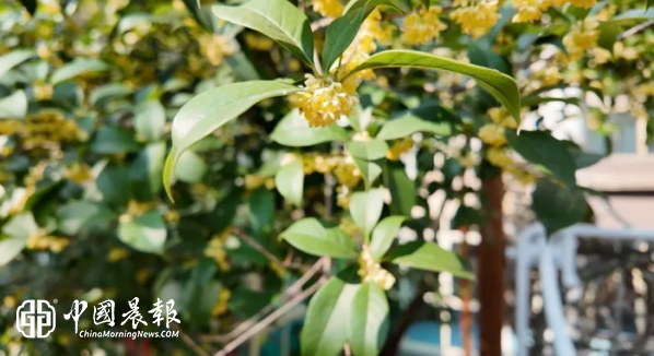 秋日寻桂，手作桂花相框
