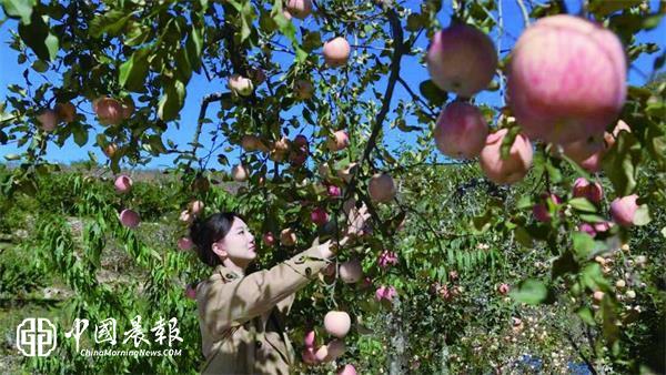 山东沂源：品种焕新提质增效     果香赋能乡村振兴