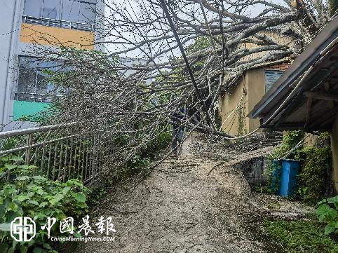 树木倒伏存隐患·监督护航速解民忧｜新村街道北路社区当日办结群众诉求